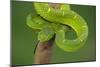 Side-Striped Palm-Pitviper-null-Mounted Photographic Print