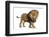 Side View of a Lion Walking, Looking at the Camera, Panthera Leo, 10 Years Old, Isolated on White-Eric Isselee-Framed Photographic Print