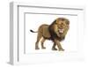 Side View of a Lion Walking, Looking at the Camera, Panthera Leo, 10 Years Old, Isolated on White-Eric Isselee-Framed Photographic Print