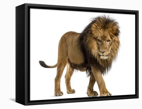 Side View of a Lion Walking, Looking Down, Panthera Leo, 10 Years Old, Isolated on White-Life on White-Framed Stretched Canvas