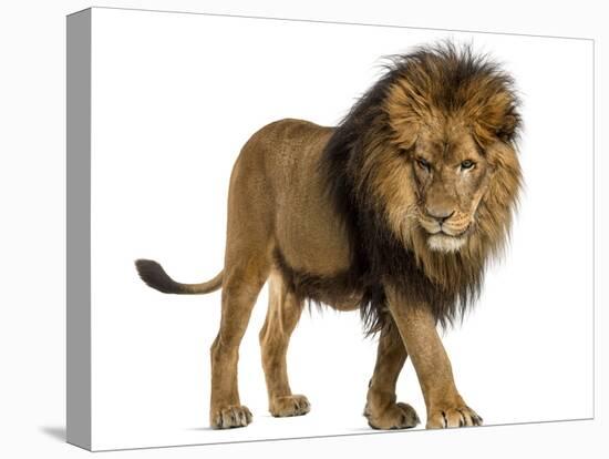 Side View of a Lion Walking, Looking Down, Panthera Leo, 10 Years Old, Isolated on White-Life on White-Stretched Canvas