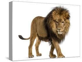 Side View of a Lion Walking, Looking Down, Panthera Leo, 10 Years Old, Isolated on White-Life on White-Stretched Canvas