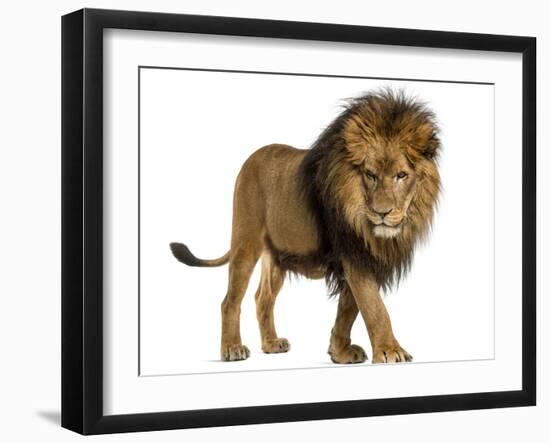 Side View of a Lion Walking, Looking Down, Panthera Leo, 10 Years Old, Isolated on White-Life on White-Framed Premium Photographic Print