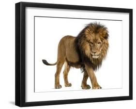 Side View of a Lion Walking, Looking Down, Panthera Leo, 10 Years Old, Isolated on White-Life on White-Framed Premium Photographic Print