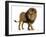 Side View of a Lion Walking, Looking Down, Panthera Leo, 10 Years Old, Isolated on White-Life on White-Framed Premium Photographic Print