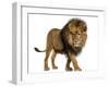 Side View of a Lion Walking, Looking Down, Panthera Leo, 10 Years Old, Isolated on White-Life on White-Framed Premium Photographic Print