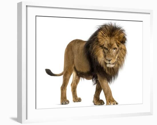 Side View of a Lion Walking, Looking Down, Panthera Leo, 10 Years Old, Isolated on White-Life on White-Framed Photographic Print