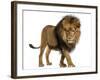 Side View of a Lion Walking, Looking Down, Panthera Leo, 10 Years Old, Isolated on White-Life on White-Framed Photographic Print