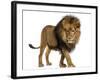 Side View of a Lion Walking, Looking Down, Panthera Leo, 10 Years Old, Isolated on White-Life on White-Framed Photographic Print