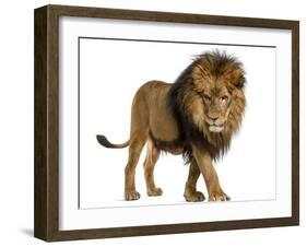 Side View of a Lion Walking, Looking Down, Panthera Leo, 10 Years Old, Isolated on White-Life on White-Framed Photographic Print