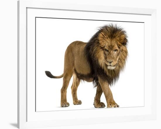 Side View of a Lion Walking, Looking Down, Panthera Leo, 10 Years Old, Isolated on White-Life on White-Framed Photographic Print