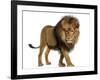 Side View of a Lion Walking, Looking Down, Panthera Leo, 10 Years Old, Isolated on White-Life on White-Framed Photographic Print