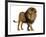 Side View of a Lion Walking, Looking Down, Panthera Leo, 10 Years Old, Isolated on White-Life on White-Framed Photographic Print