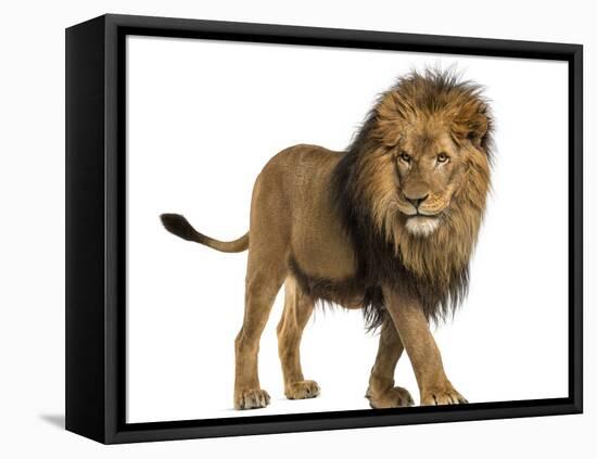 Side View of a Lion Walking, Panthera Leo, 10 Years Old, Isolated on White-Life on White-Framed Stretched Canvas