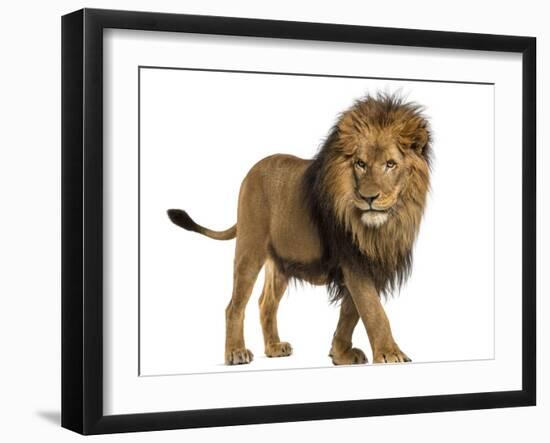 Side View of a Lion Walking, Panthera Leo, 10 Years Old, Isolated on White-Life on White-Framed Premium Photographic Print