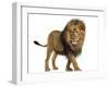 Side View of a Lion Walking, Panthera Leo, 10 Years Old, Isolated on White-Life on White-Framed Premium Photographic Print