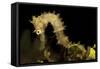 Side View of a Pale Cream Colored Thorny Seahorse-Stocktrek Images-Framed Stretched Canvas