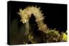 Side View of a Pale Cream Colored Thorny Seahorse-Stocktrek Images-Stretched Canvas