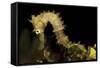 Side View of a Pale Cream Colored Thorny Seahorse-Stocktrek Images-Framed Stretched Canvas