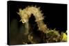 Side View of a Pale Cream Colored Thorny Seahorse-Stocktrek Images-Stretched Canvas