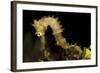 Side View of a Pale Cream Colored Thorny Seahorse-Stocktrek Images-Framed Photographic Print