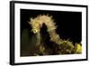 Side View of a Pale Cream Colored Thorny Seahorse-Stocktrek Images-Framed Photographic Print