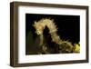 Side View of a Pale Cream Colored Thorny Seahorse-Stocktrek Images-Framed Photographic Print