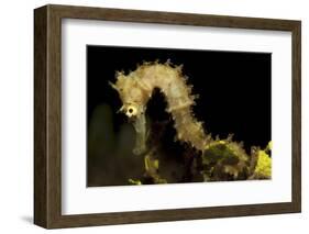 Side View of a Pale Cream Colored Thorny Seahorse-Stocktrek Images-Framed Photographic Print