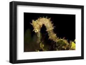 Side View of a Pale Cream Colored Thorny Seahorse-Stocktrek Images-Framed Photographic Print