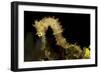 Side View of a Pale Cream Colored Thorny Seahorse-Stocktrek Images-Framed Photographic Print