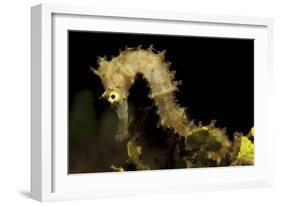 Side View of a Pale Cream Colored Thorny Seahorse-Stocktrek Images-Framed Photographic Print