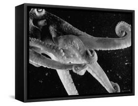 Side View of an Octopus Swimming with Tentacles and Eye Prominent-Fritz Goro-Framed Stretched Canvas