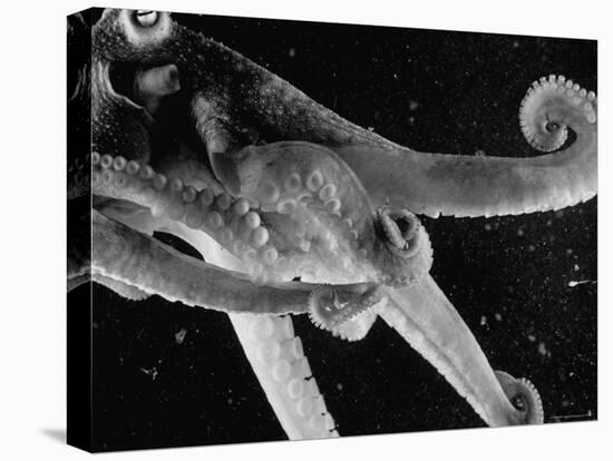 Side View of an Octopus Swimming with Tentacles and Eye Prominent-Fritz Goro-Stretched Canvas