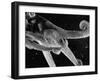Side View of an Octopus Swimming with Tentacles and Eye Prominent-Fritz Goro-Framed Photographic Print