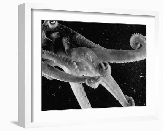 Side View of an Octopus Swimming with Tentacles and Eye Prominent-Fritz Goro-Framed Photographic Print