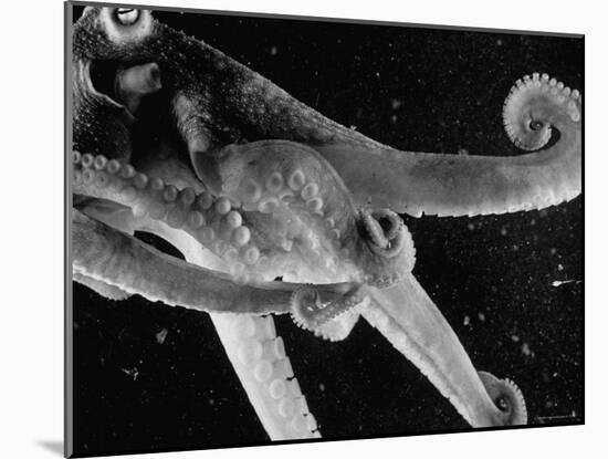 Side View of an Octopus Swimming with Tentacles and Eye Prominent-Fritz Goro-Mounted Photographic Print