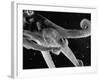 Side View of an Octopus Swimming with Tentacles and Eye Prominent-Fritz Goro-Framed Photographic Print