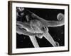 Side View of an Octopus Swimming with Tentacles and Eye Prominent-Fritz Goro-Framed Photographic Print