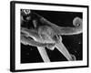 Side View of an Octopus Swimming with Tentacles and Eye Prominent-Fritz Goro-Framed Photographic Print