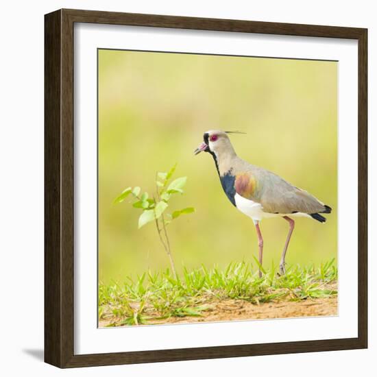 Side view of bird perching on grass, Mato Grosso, Brazil-Panoramic Images-Framed Photographic Print