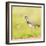 Side view of bird perching on grass, Mato Grosso, Brazil-Panoramic Images-Framed Photographic Print