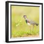 Side view of bird perching on grass, Mato Grosso, Brazil-Panoramic Images-Framed Photographic Print