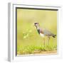 Side view of bird perching on grass, Mato Grosso, Brazil-Panoramic Images-Framed Photographic Print