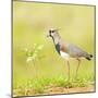 Side view of bird perching on grass, Mato Grosso, Brazil-Panoramic Images-Mounted Photographic Print