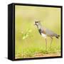 Side view of bird perching on grass, Mato Grosso, Brazil-Panoramic Images-Framed Stretched Canvas