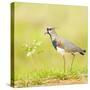 Side view of bird perching on grass, Mato Grosso, Brazil-Panoramic Images-Stretched Canvas