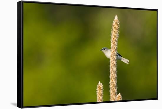 Side View of Bluegray Gnatcatcher Perching on Twig-Gary Carter-Framed Stretched Canvas