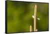 Side View of Bluegray Gnatcatcher Perching on Twig-Gary Carter-Framed Stretched Canvas