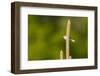 Side View of Bluegray Gnatcatcher Perching on Twig-Gary Carter-Framed Photographic Print