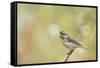 Side View of Female Purple Finch Perching on Branch-Gary Carter-Framed Stretched Canvas